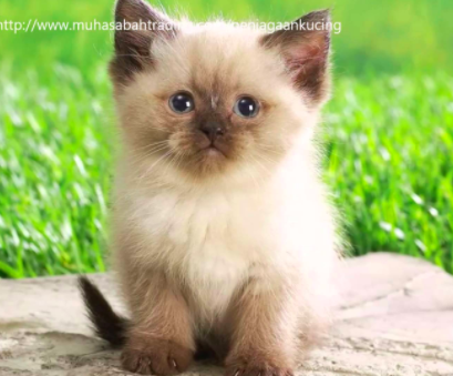 Meow Meow